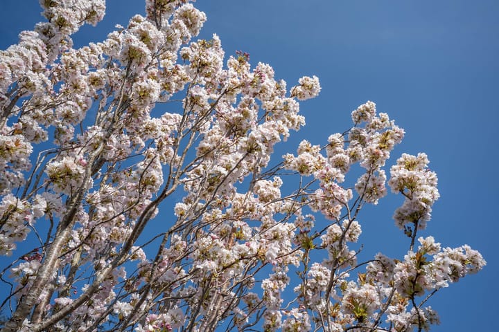 Foto 17 van Voorstevliet 27