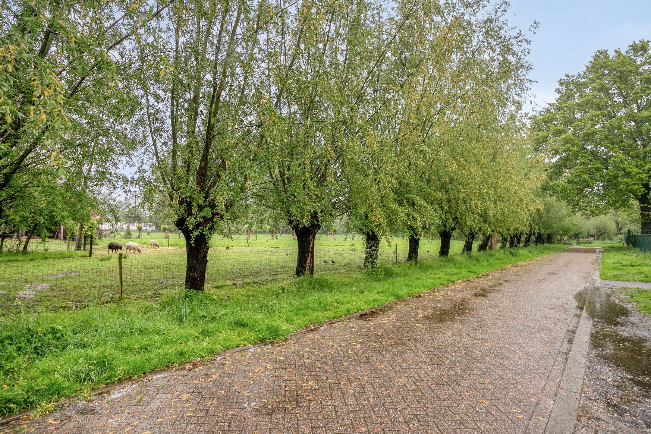 Photo 42 of Dorperweiden 74