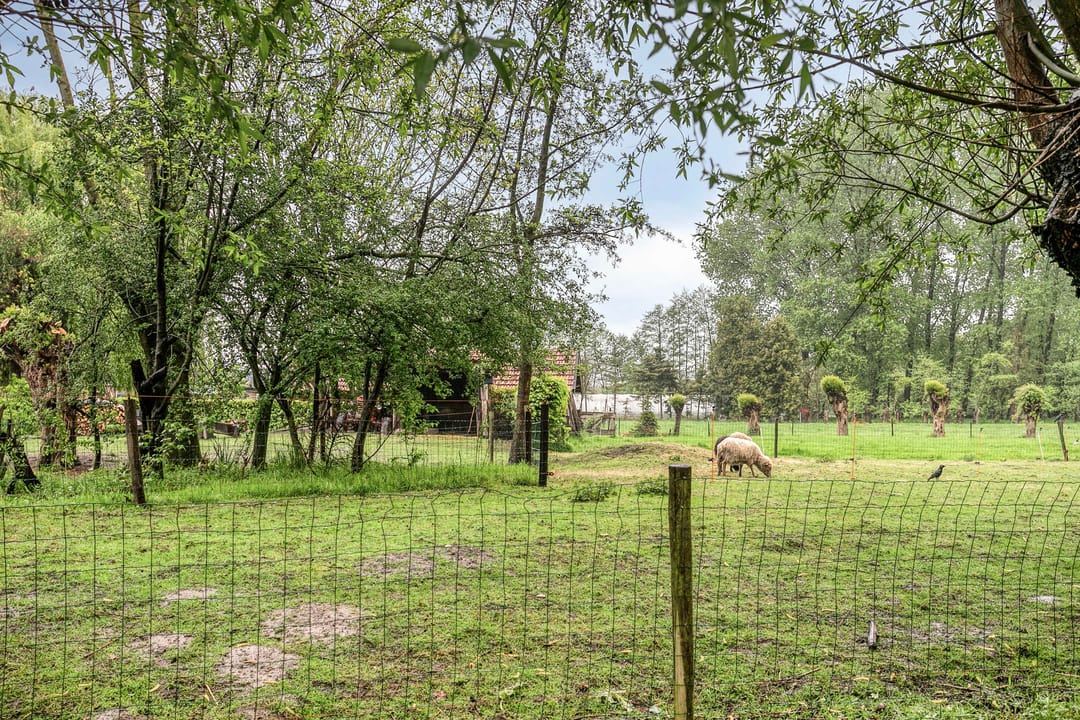 Photo 43 of Dorperweiden 74