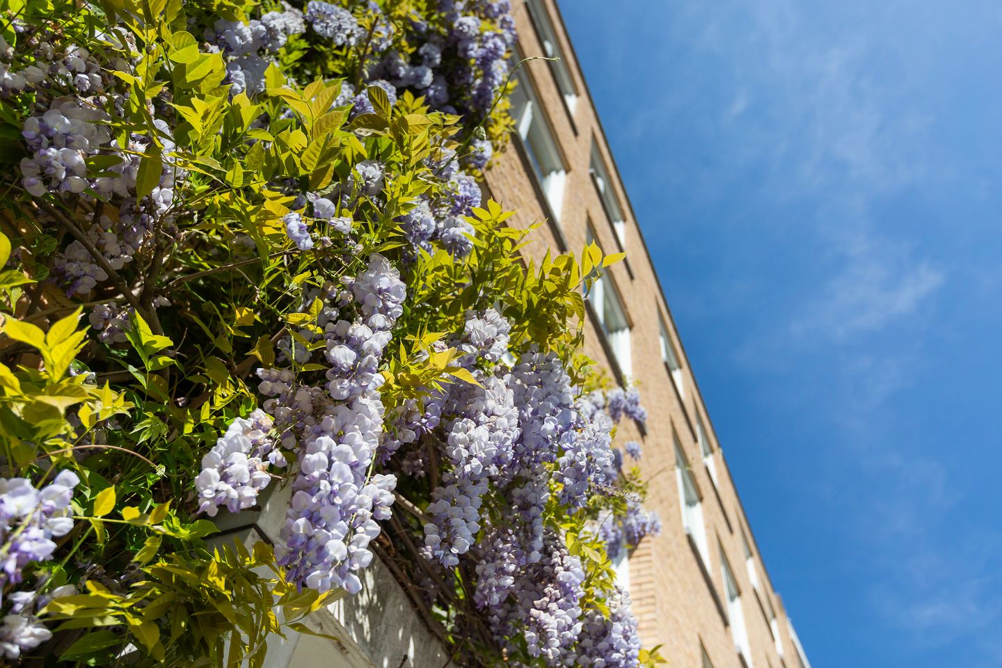 Foto 44 van Soetendaalsestraat 39