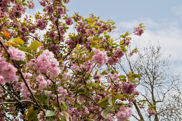 Foto 38 van De Savornin Lohmanlaan 70-B01