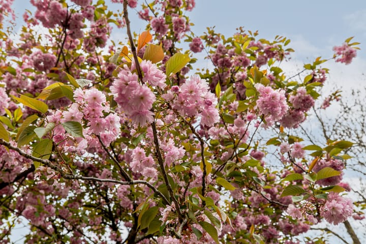 Foto 39 van De Savornin Lohmanlaan 70-B01