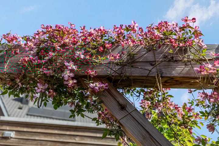 Foto 45 van Lupinestraat 28