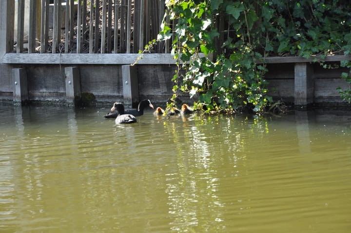 Foto 20 van Watermunt 61