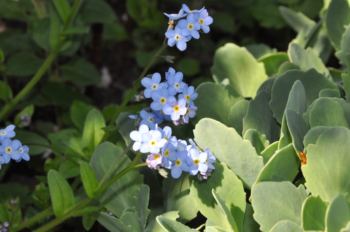 Foto 22 van Watermunt 61