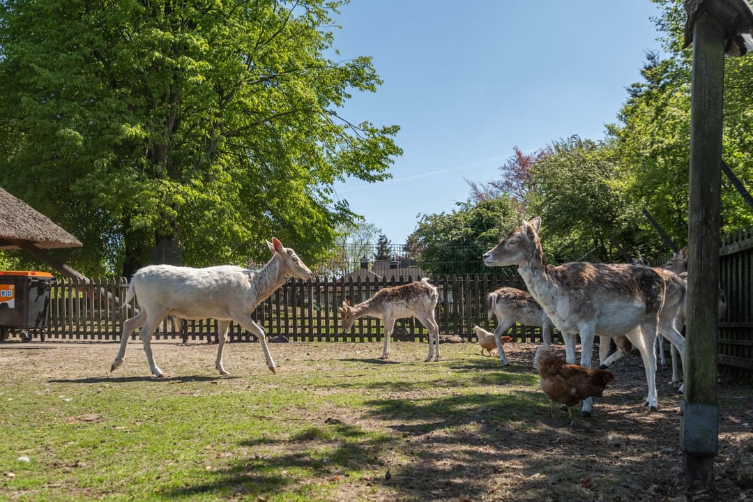 Photo 98 of Miesstrjitte 30