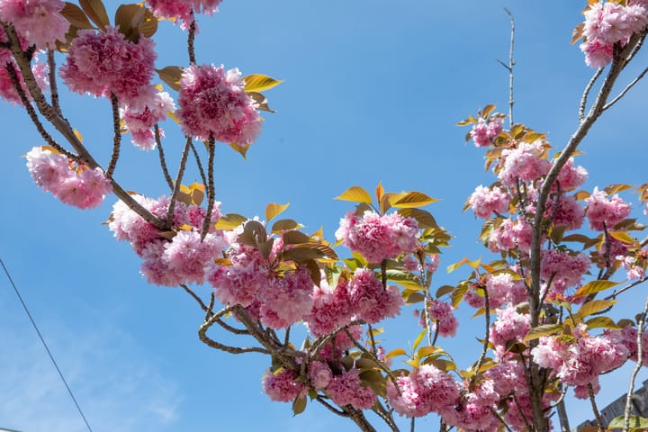 Foto 20 van Van 't Hoffstraat 14