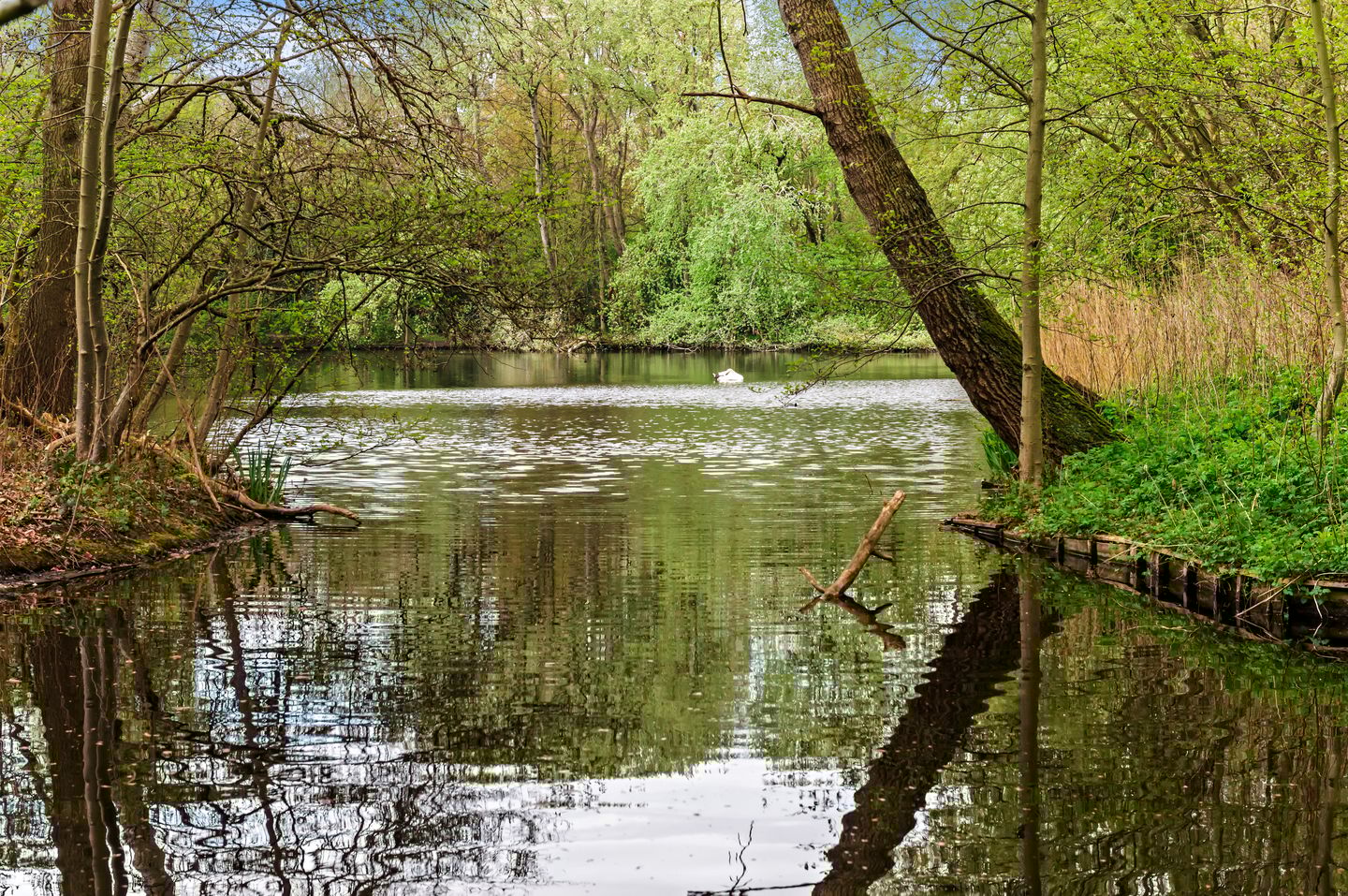 Foto 40 van Lobelialaan 137