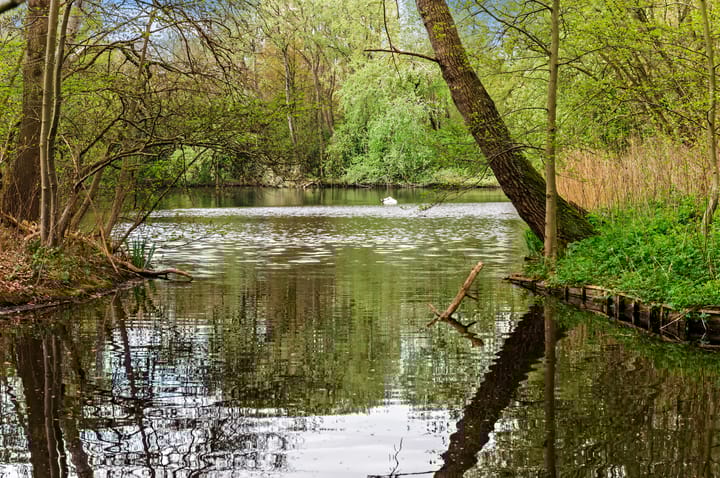 Foto 40 van Lobelialaan 137