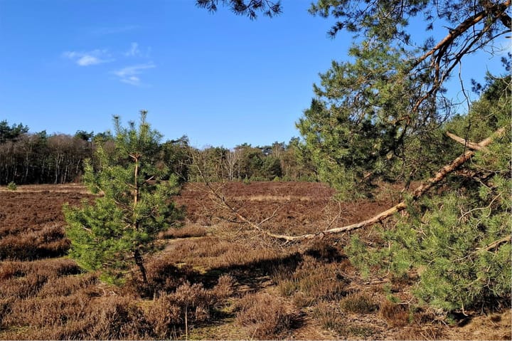 Foto 67 van Wolfhezerweg 75