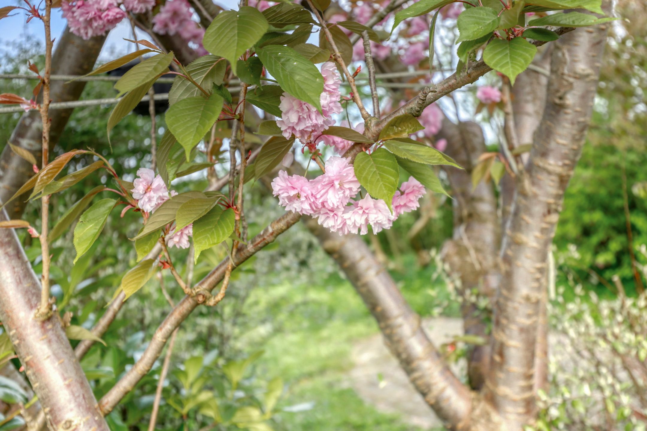 Foto 39 van Hoogaars 70