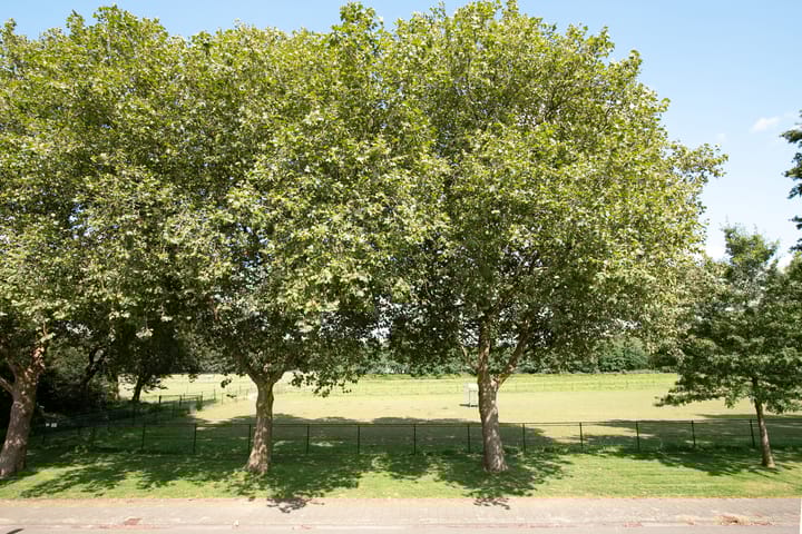 Foto 2 van Suttnerstraat 27