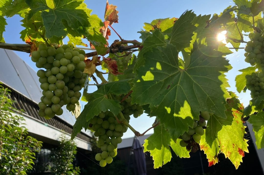 Foto 23 van Holendrechterweg 30-A