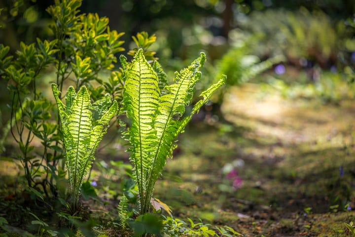 Foto 56 van Bosweg 6