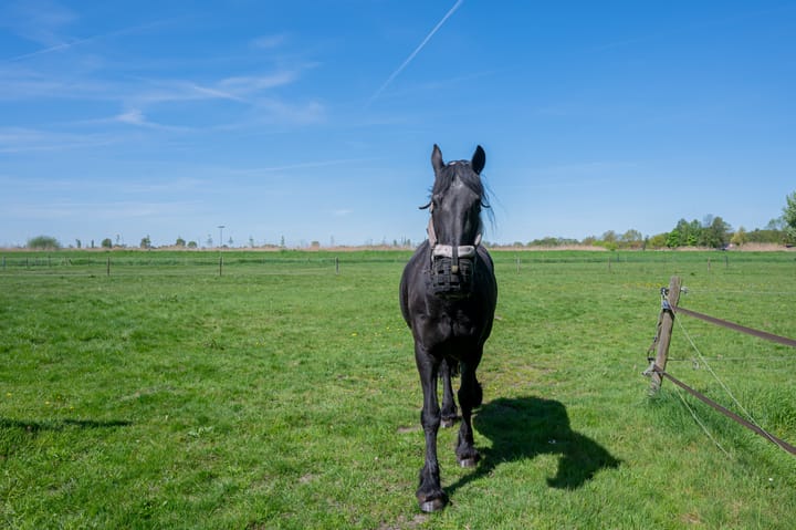 Foto 55 van Kromme-elleboog 30