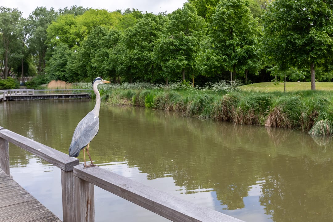 Foto 46 van Hof van Zilverlicht 41