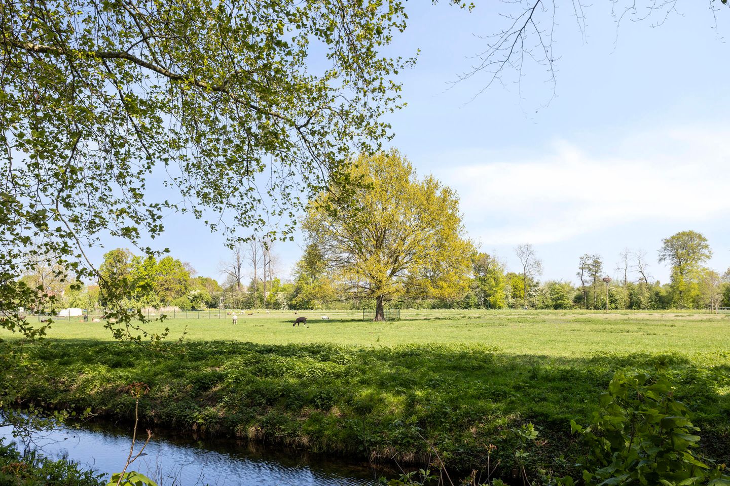 Foto 40 van IJsvogel 130