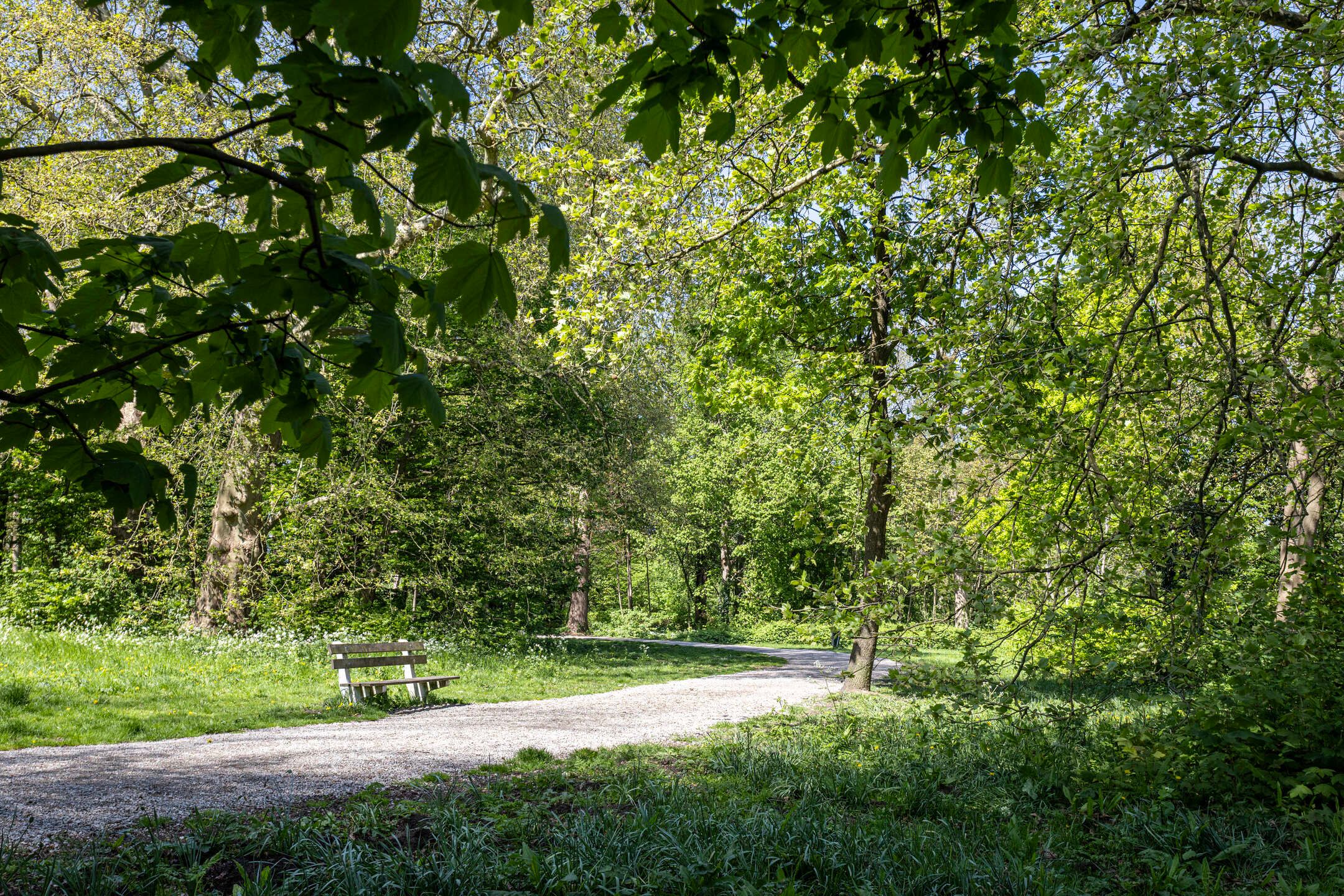 Foto 42 van IJsvogel 130