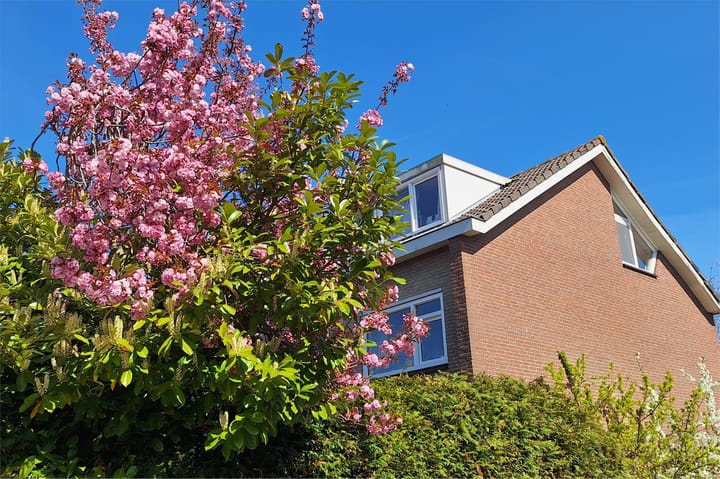 Foto 33 van Theeroos 1