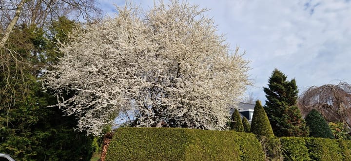 Foto 19 van Kobbeflecht 45