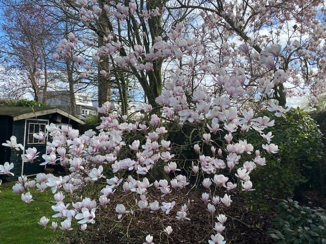 Foto 40 van Kievitslaan 97