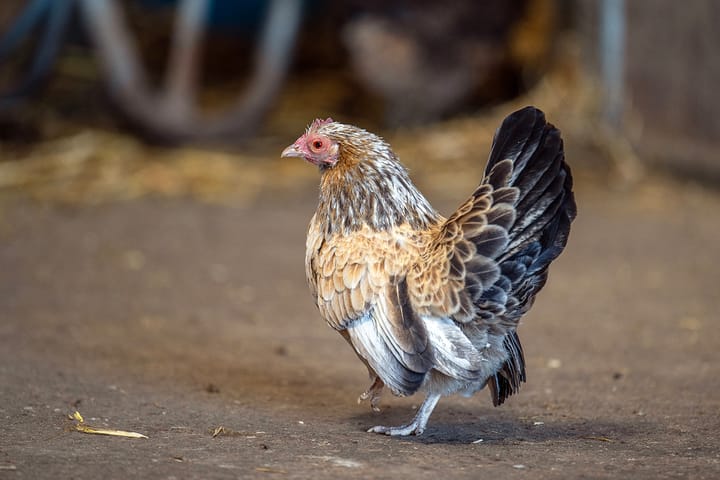 Foto 40 van Rietbroekweg 2