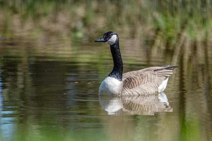 Foto 52 van Rietbroekweg 2