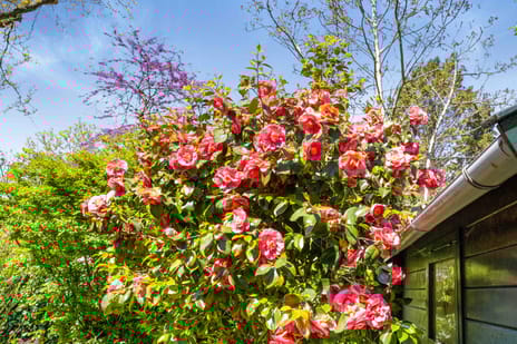 Middellaan 9 secondary image