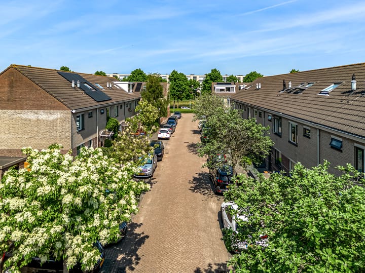 Foto 35 van Pinksterbloem 17