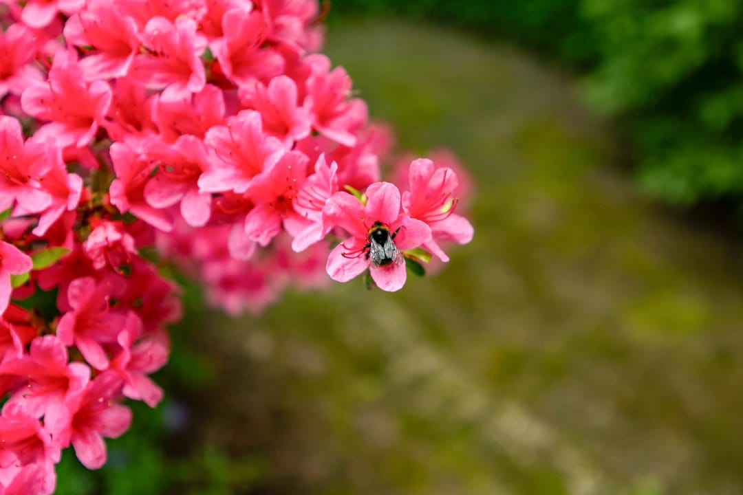 Foto 37 van Hoorniklaan 8