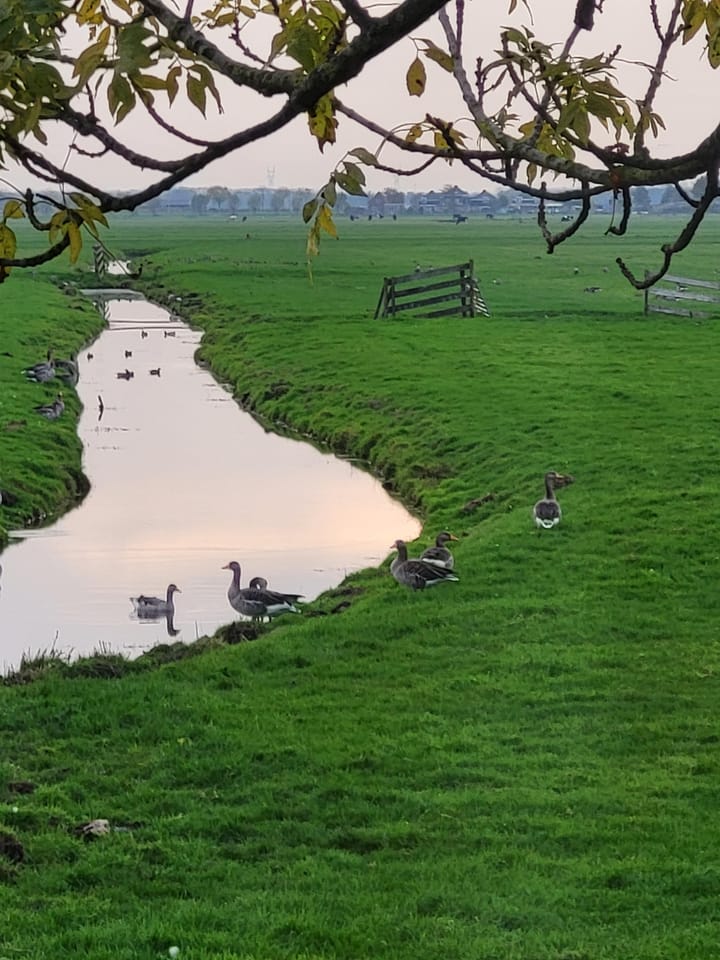 Photo 29 of Hoogedijk 60