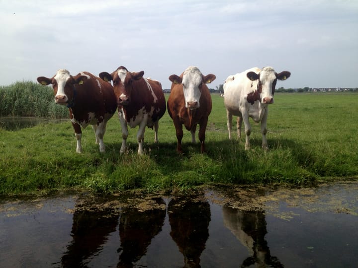 Photo 32 of Hoogedijk 60