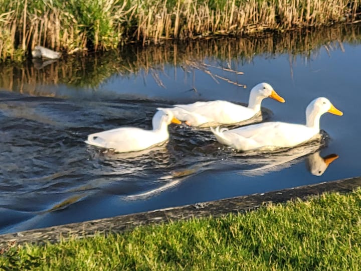 Photo 33 of Hoogedijk 60