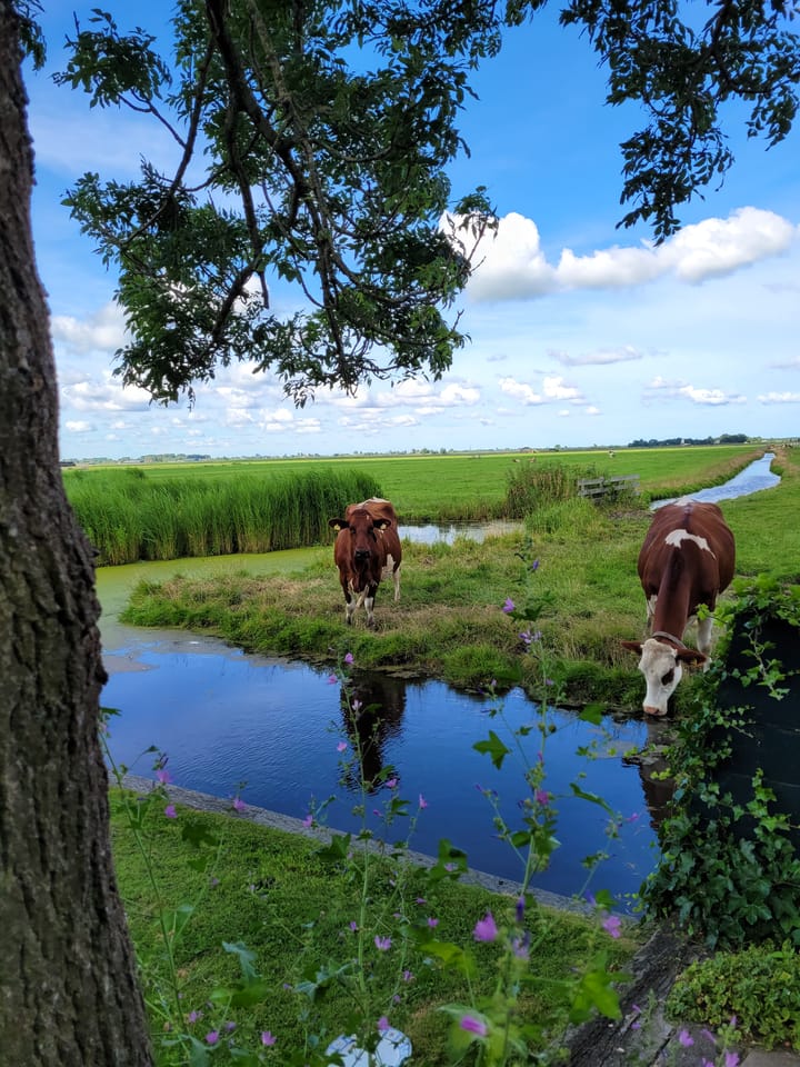 Photo 34 of Hoogedijk 60