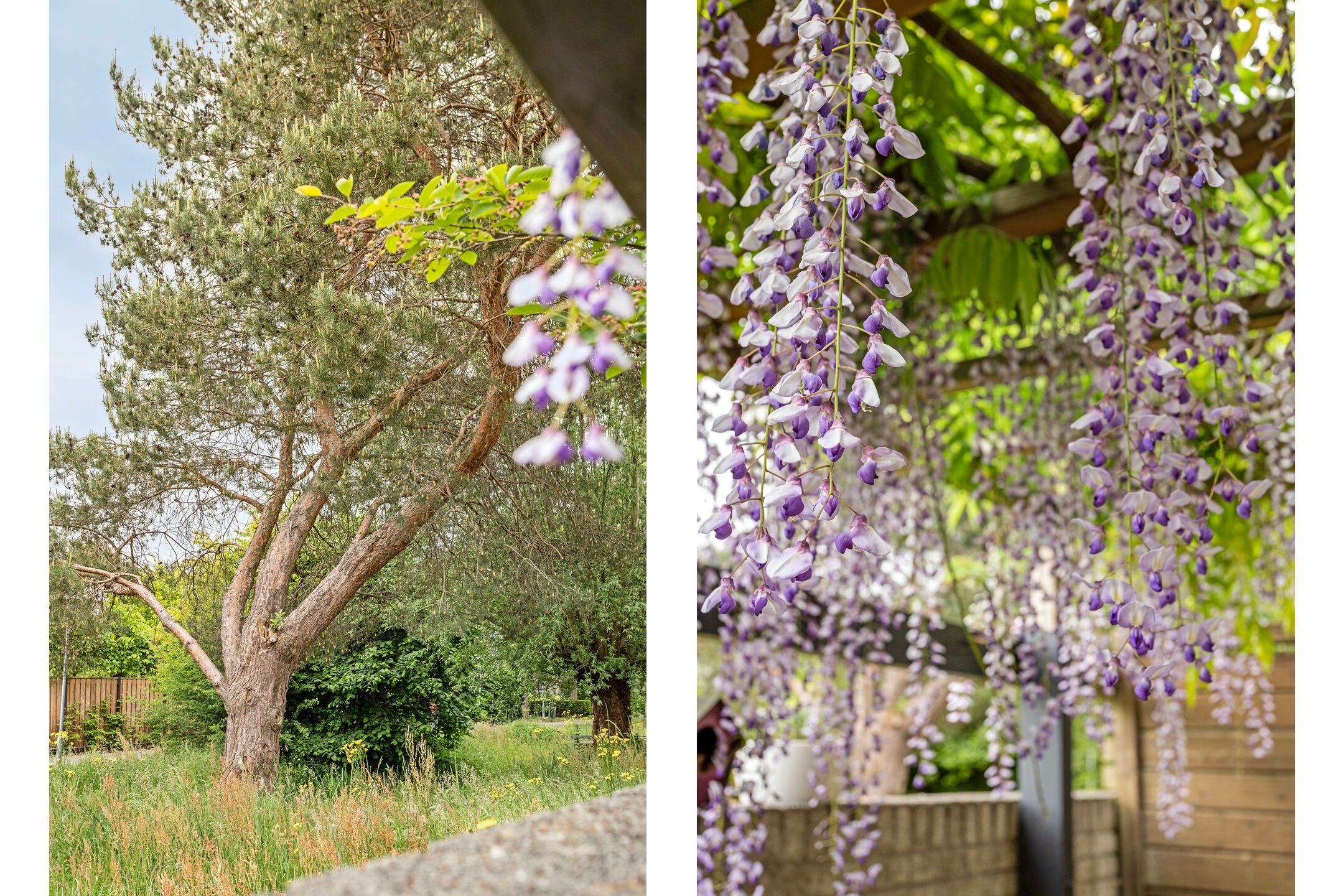 Foto 48 van Steppevlinder 26