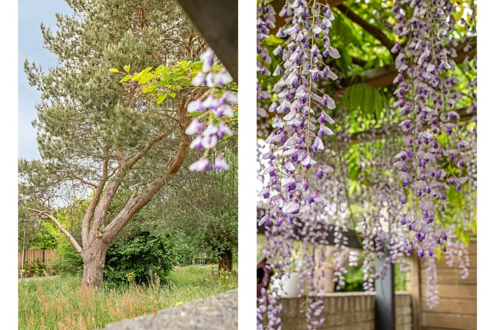 Foto 48 van Steppevlinder 26