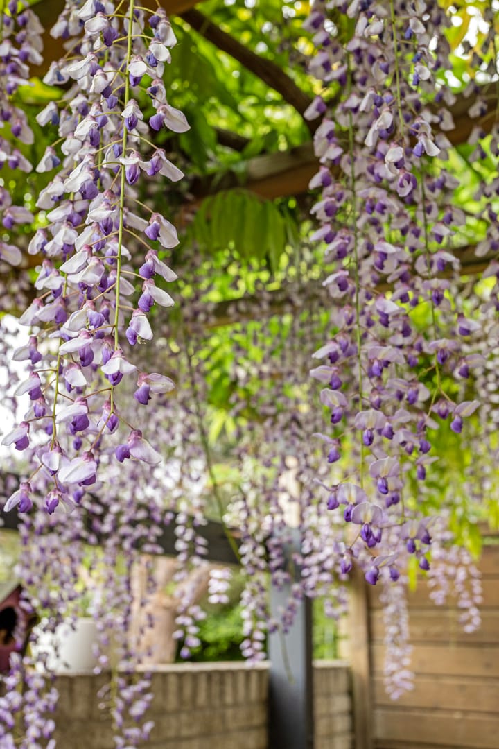 Foto 46 van Steppevlinder 26