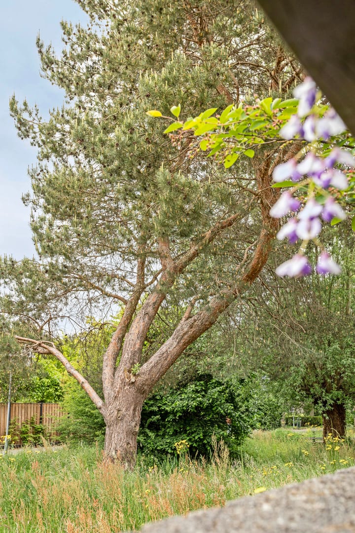 Foto 56 van Steppevlinder 26