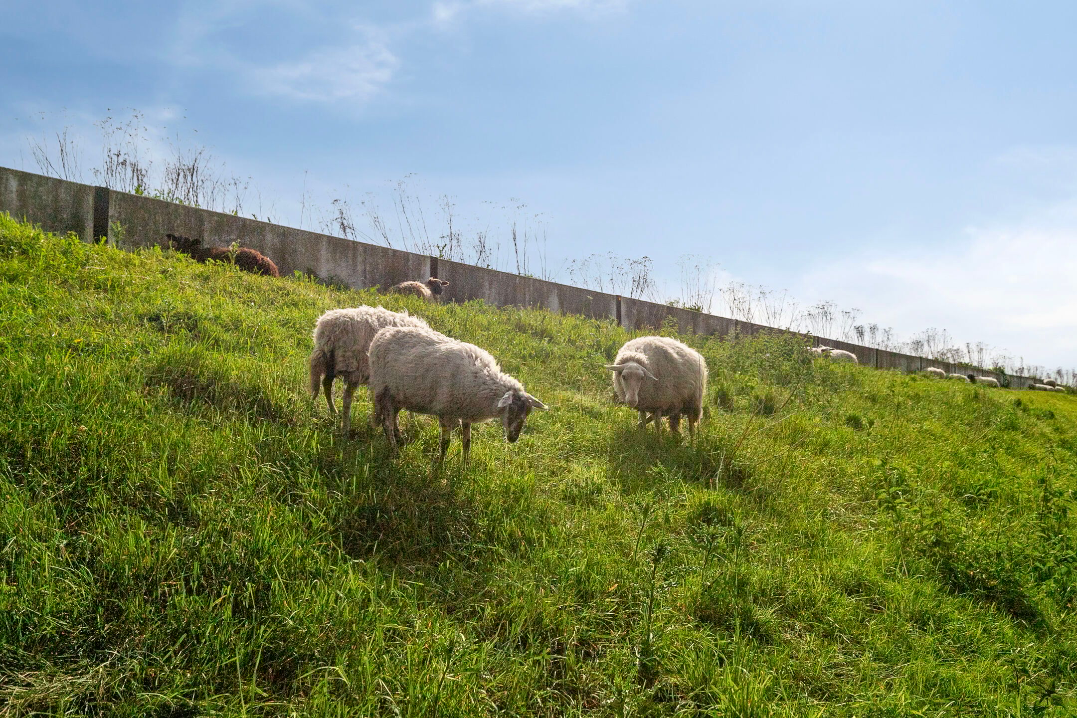 Foto 36 van Paardenbloemdreef 55