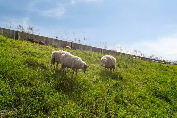 Foto 36 van Paardenbloemdreef 55