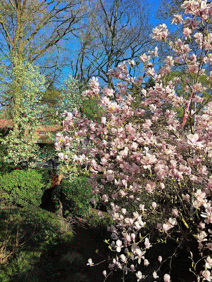 Foto 35 van van Beeverlaan 7