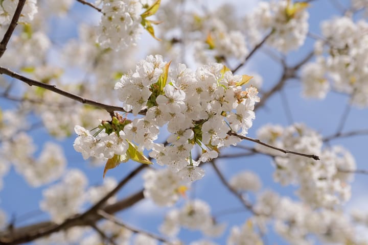 Foto 19 van Horstlaan 38