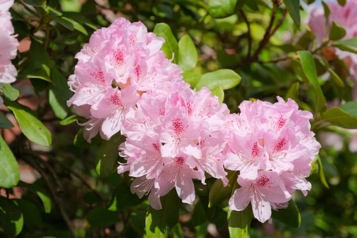 Foto 27 van Horstlaan 38