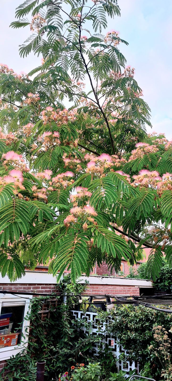 Photo 35 of Burgemeester Keestrasingel 20