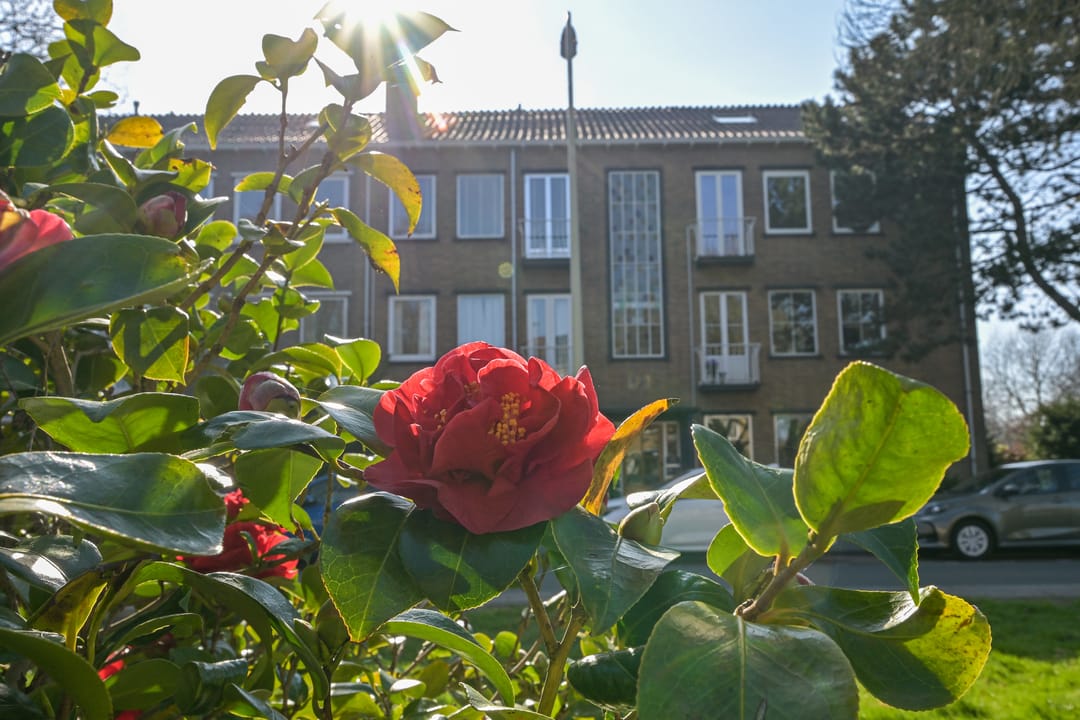 Foto 7 van Lobelialaan 156