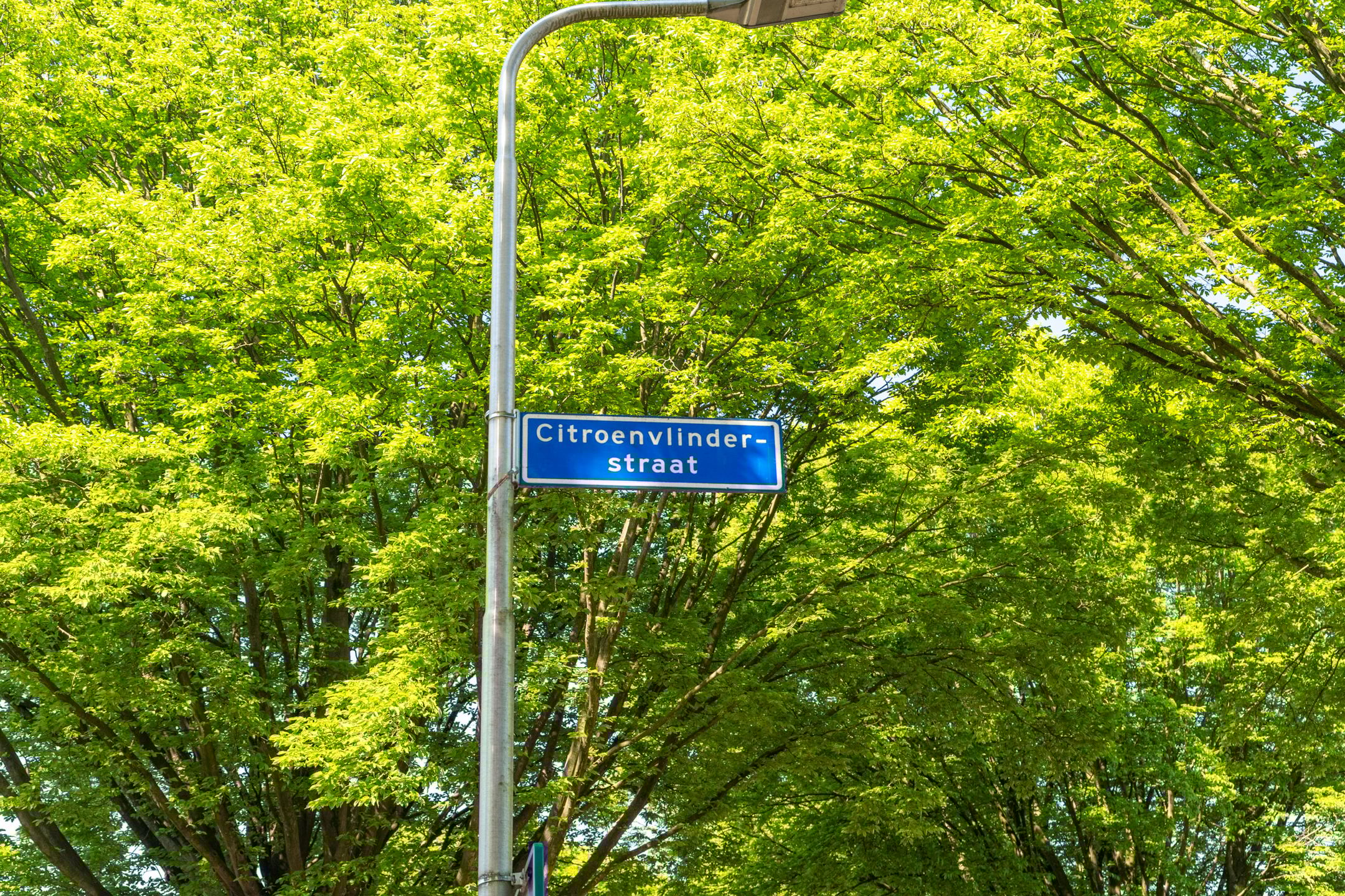 Foto 6 van Citroenvlinderstraat 76