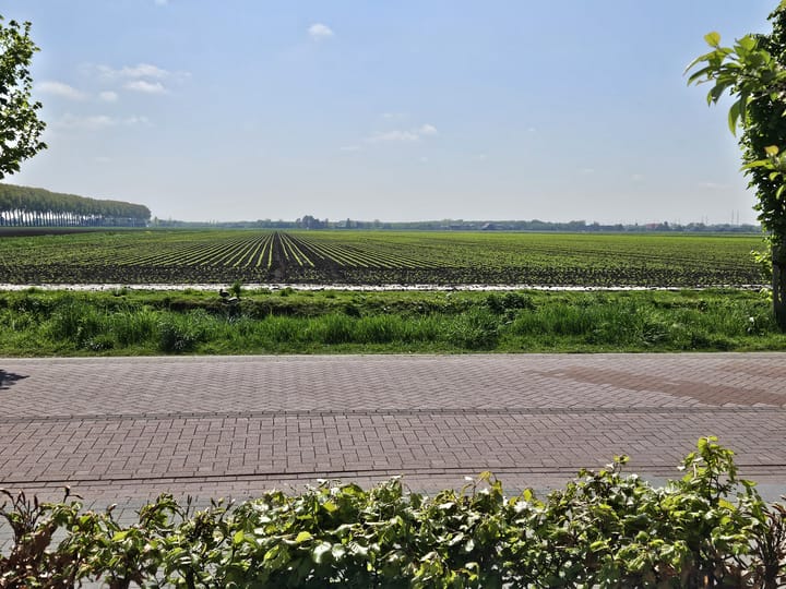 Foto 3 van Wilgenroos 29