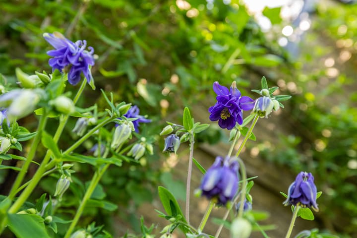 Foto 50 van Voorkamp 50