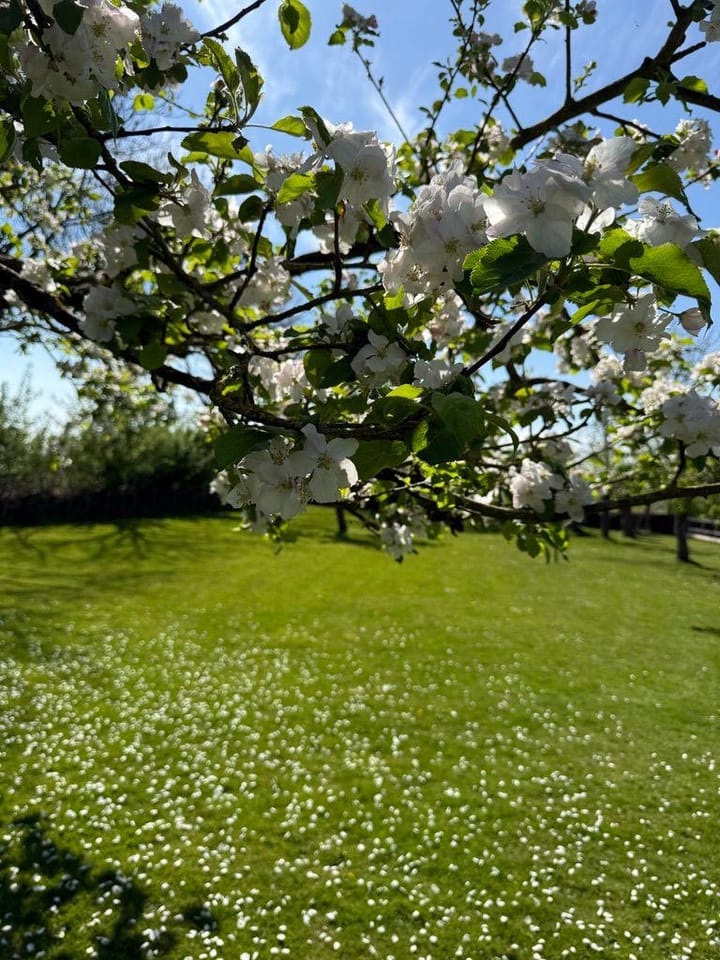 Foto 66 van Plataanweg 19