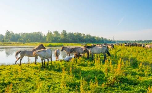 Foto 34 van E.F. van den Banweg 73